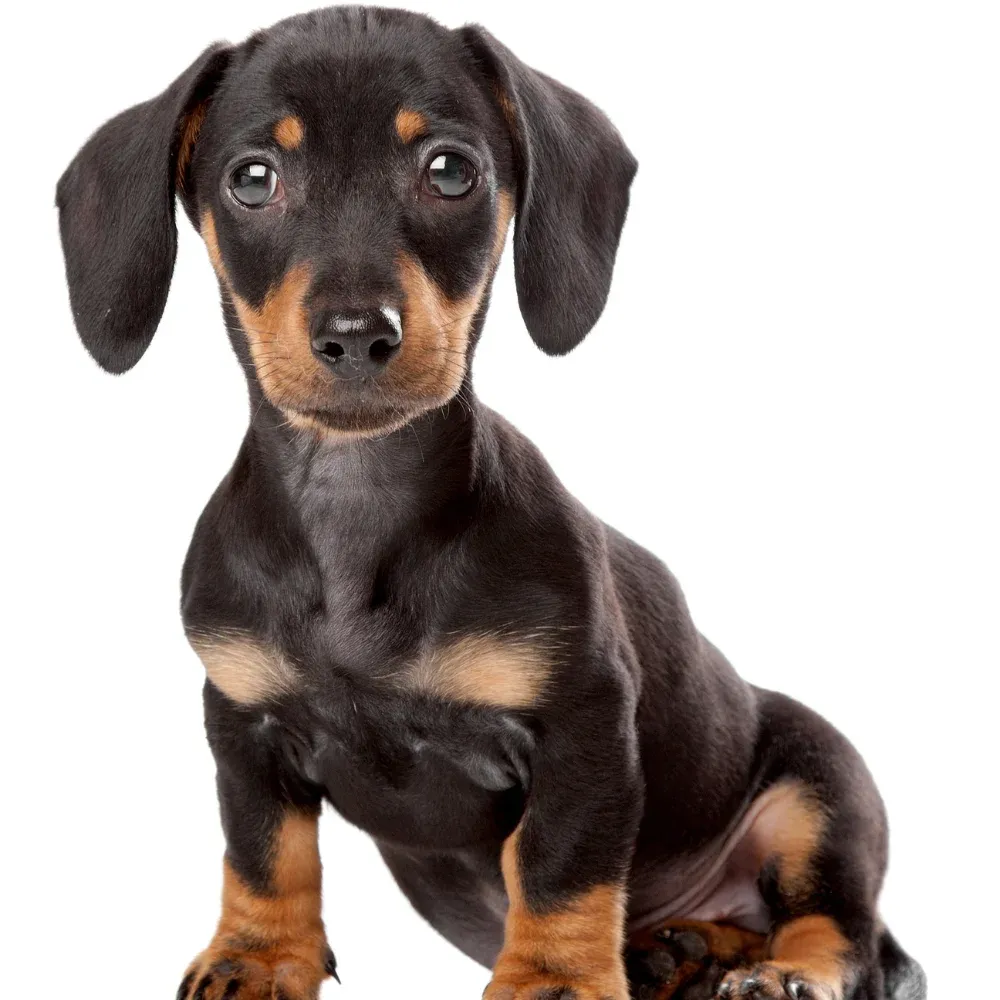 Imagem do filhote de Dachshund